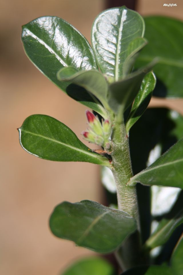 adenium